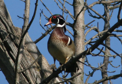 Wood Duck; male