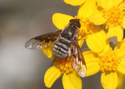 Paravilla syrtis; Bee Fly species