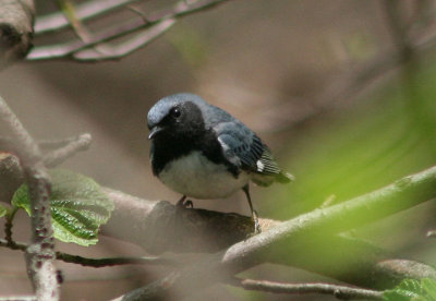 Black-throated Blue Warbler; male