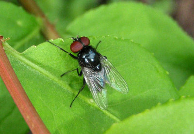 Chrysomya Hairy Maggot Blowfly species