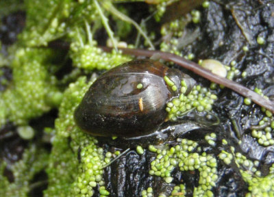 Aquatic Snail species