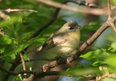 Philadelphia Vireo