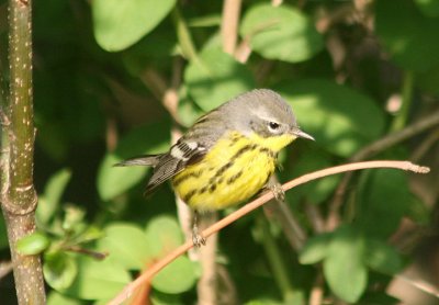 Magnolia Warbler; female