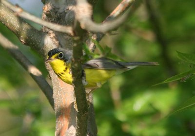 Canada Warbler