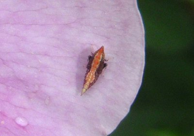 Scaphytopius Leafhopper species; nymph
