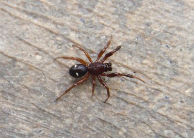Asagena americana; Cobweb Spider species