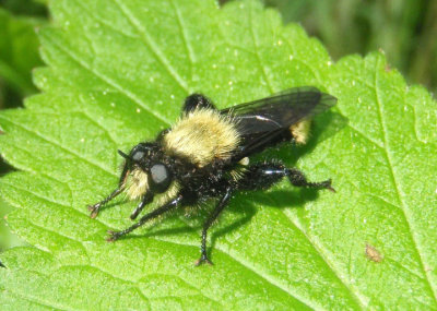 Laphria divisor; Robber Fly species
