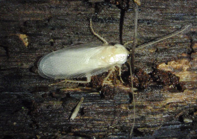 Parcoblatta pennsylvanica; Pennsylvania Wood Cockroach; freshly molted male