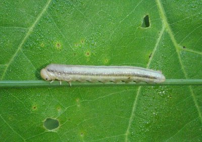 Tenthredinidae Common Sawfly species larva