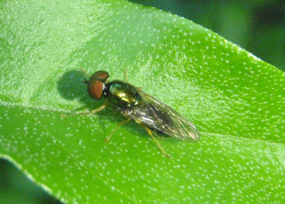 Microchrysa polita; Soldier Fly species