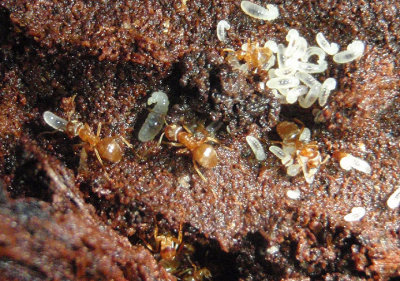 Lasius umbratus; Ant species
