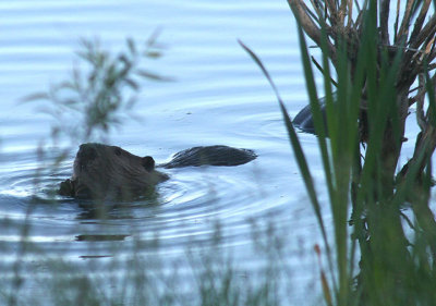 American Beaver