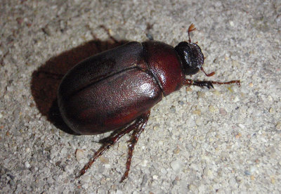 Phyllophaga June Beetle species