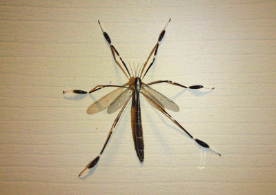 Bittacomorpha clavipes; Phantom Crane Fly