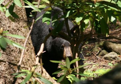 Black Bear