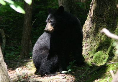 Black Bear