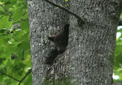 Black Bear cub