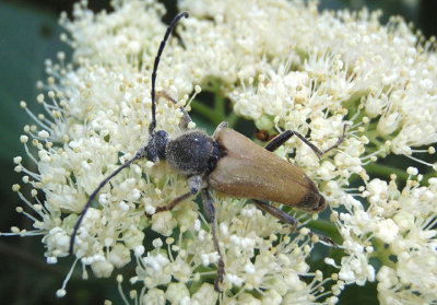 Trigonarthris minnesotana; Flower Longhorn species