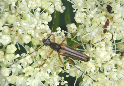 Analeptura lineola; Flower Longhorn species