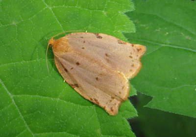 3662 - Archips rileyana; Tortricid Moth species