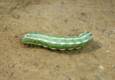 10005-10010 - Feralia Owlet Moth species caterpillar