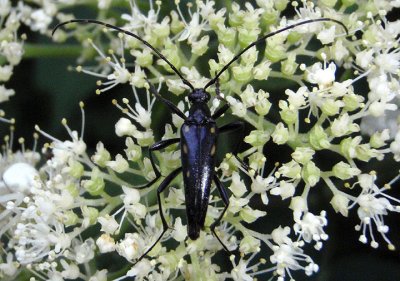 Leptura subhamata; Flower Longhorn species