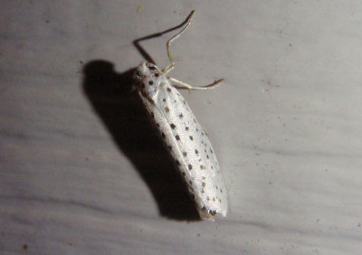 2420 - Yponomeuta multipunctella; American Ermine Moth