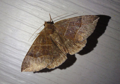 8727 - Parallelia bistriaris; Maple Looper Moth