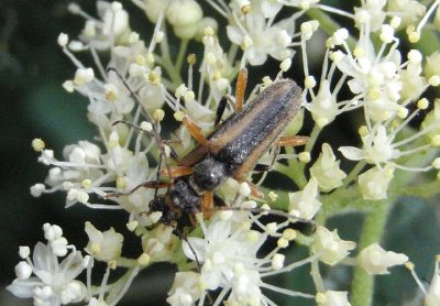 Pidonia densicollis; Flower Longhorn species
