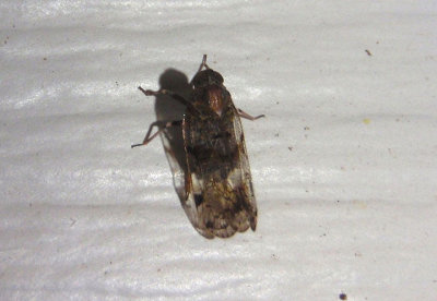 Melanoliarus quinquelineatus/vicarius complex; Cixiid Planthopper species