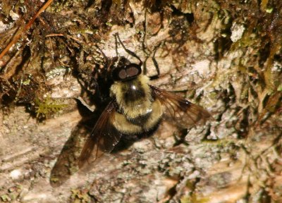 Volucella evecta; Syrphid Fly species; male