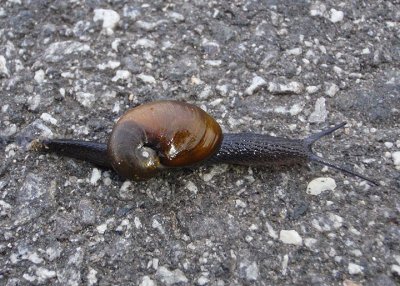 Vitrinizonites latissimus; Terrestrial Snail species