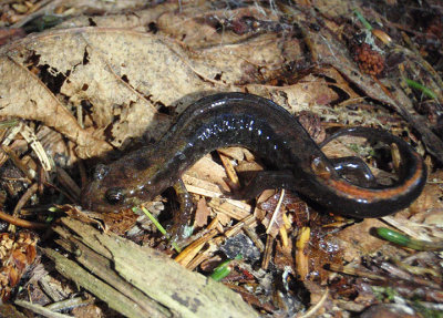 Ocoee Salamander