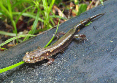 Ocoee Salamander