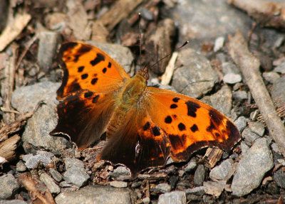 Polygonia comma; Eastern Comma; summer form