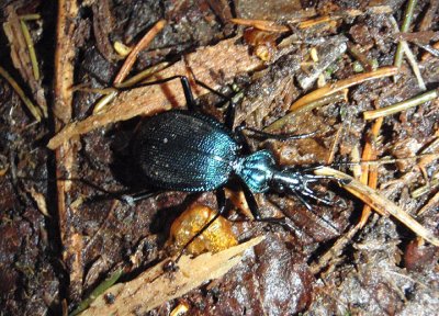 Scaphinotus tricarinatus; Ground Beetle species