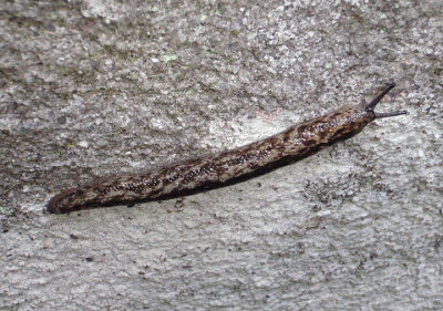Philomycus carolinianus; Carolina Mantleslug