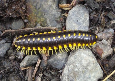 Centipedes and Millipedes