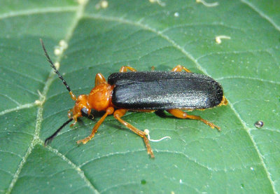 Fire-colored Beetles
