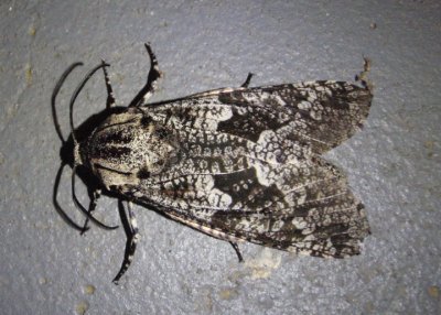 2693 - Prionoxystus robiniae; Carpenterworm Moth