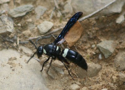 Monobia quadridens; Mason Wasp species