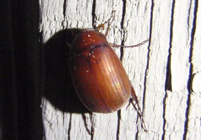 Maladera formosae; Asiatic Garden Beetle; exotic