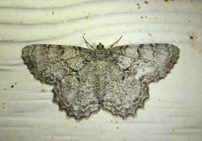 6599 - Epimecis hortaria; Tulip-tree Beauty