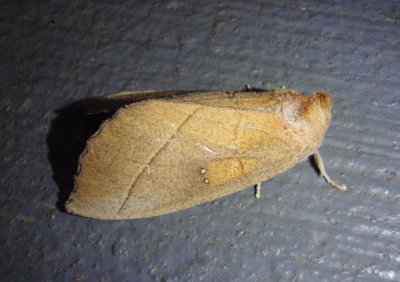 7915 - Nadata gibbosa; White-dotted Prominent