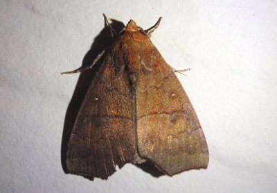 8547 - Anomis privata; Hibiscus Leaf Caterpillar Moth