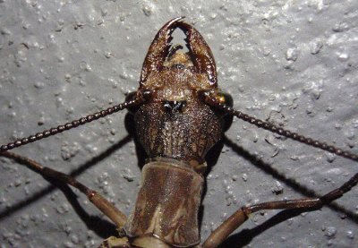 Corydalus cornutus; Eastern Dobsonfly; female