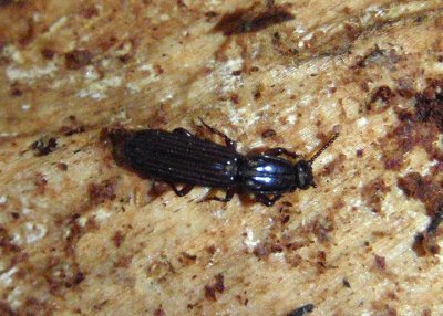 Clinidium Wrinkled Bark Beetle species