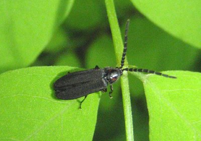 Lucidota punctata; Firefly species