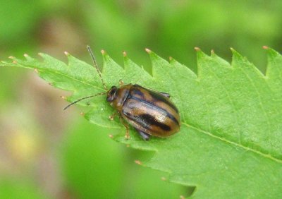Capraita subvittata; Flea Beetle species
