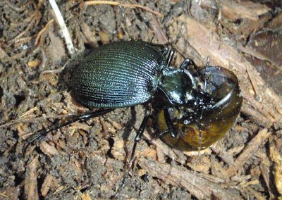 Scaphinotus tricarinatus; Ground Beetle species; eating a snail